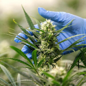 laut.fm – Cannabis