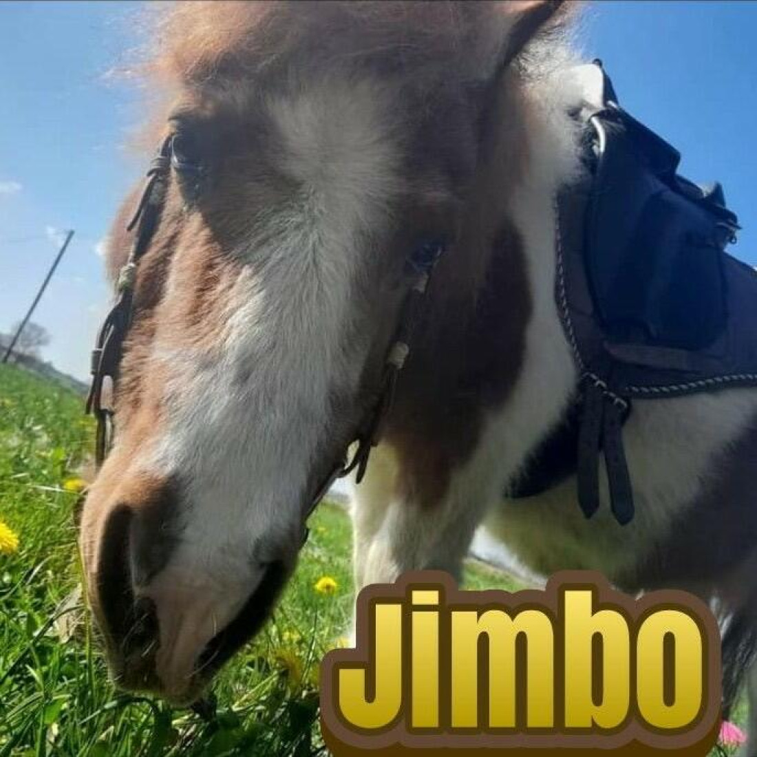 jimbo