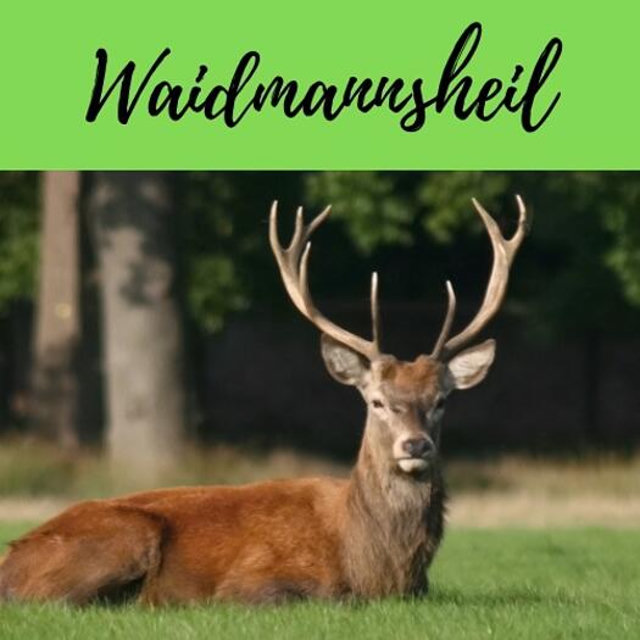 laut.fm – Waidmannsheil