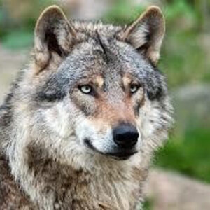 Wolfi