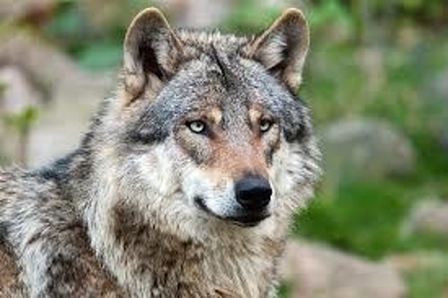 laut.fm – Wolfi