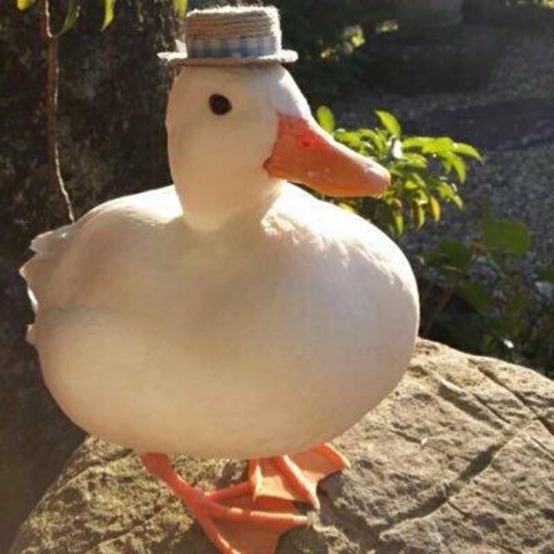 Quack FM