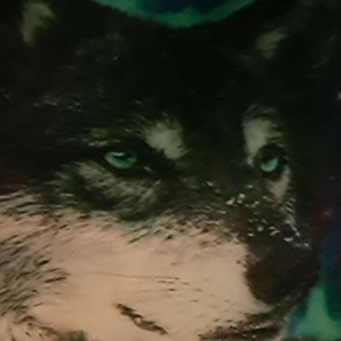 wolfsblut Radio