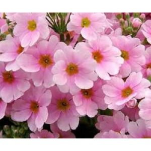 Primrose Tunes