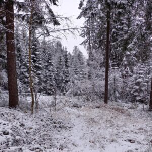 Woody Creek Radio