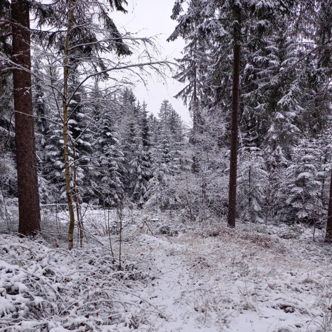 Woody Creek Radio