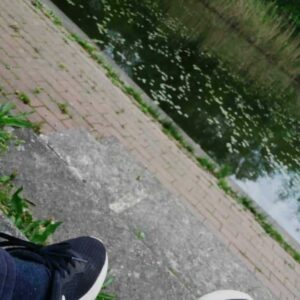 laut.fm – Baum 21