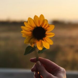 laut.fm - Sunflower Sounds