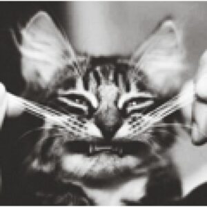 laut.fm - Tavanova